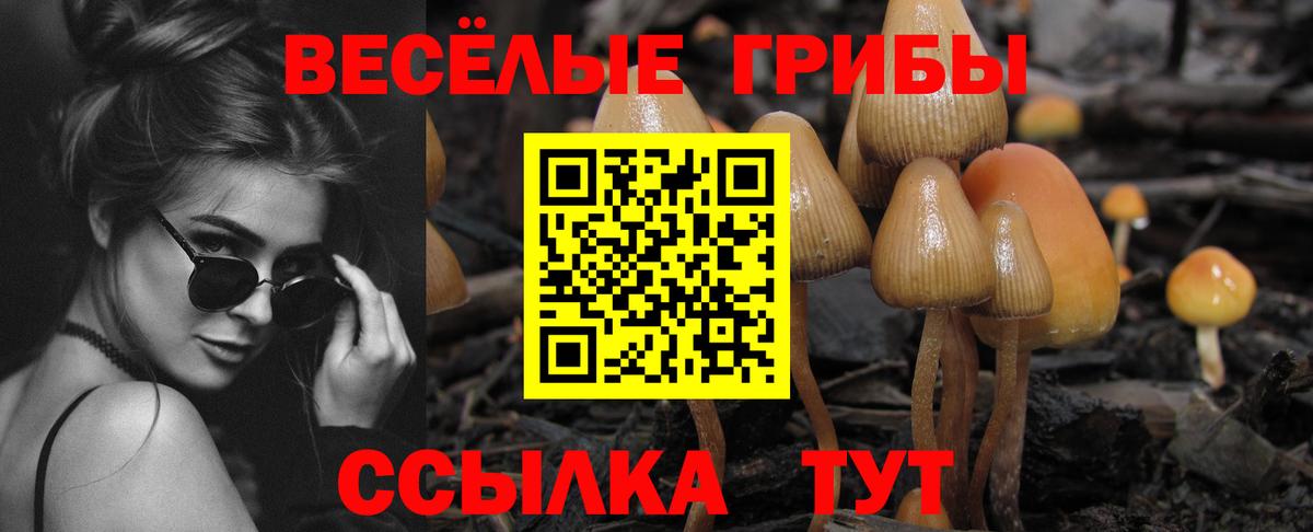 Псилоцибиновые грибы мухоморы  Галлюциногенные грибы Psilocybe  Глазов 